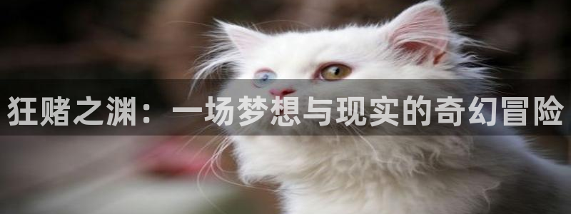里番动漫中文字幕：狂赌之渊：一场梦想与现实的奇幻冒险